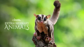 Fly Sugar Glider Fly Extraordinary Animals Now Streaming