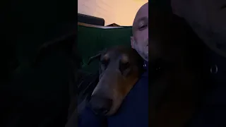 Good night.. #fyp #dream #vlog #pets #doberman #life