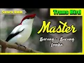 Download Lagu Burung Unik I  Master Burung full Tembakan Suara Jernih I 2021