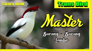 burung unik i master burung full tembakan suara jernih i 2021