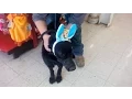 Rocco goes to Petco