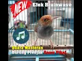 Download Lagu Suara Masteran Burung Prenjak Gacor Pikat | NEW Efek Brainwave Ampuh 100%