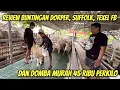 Download Lagu REVIEW HARGA BUNTINGAN DORPER, SUFFOLK, TEXEL FB \u0026 DOMBA MURAH 45 RB PERKILO DI NUSANTARA JAYA FARM