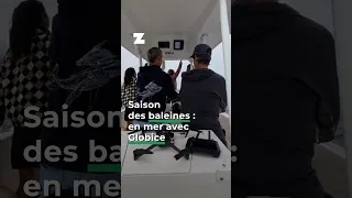 Saison des baleines : en mer avec Globice