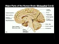 Anatomy Major Parts of the Brain Midsagittal View