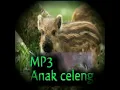 Download Lagu Suara anak babi hutan