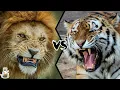 LION VS TIGER - Who is the real king
