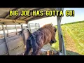 Download Lagu Big Joe Is Leaving! We're Worried About Our Babies!