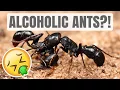 Can Ants Get Drunk ALCOHOLIC ANTS Ant 101