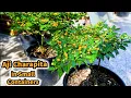 Download Lagu Growing Chilli Peppers Aji Charapita in small Containers - Seed to Harvest