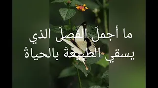 العربية لغتي الصف الرابع نشيد عاد الربيع  لحني وعزفي وإنشادي قمر اليوسف دندنها