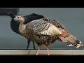 Download Lagu Wild turkey named Astoria spotted trotting around NYC
