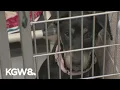 Deadly outbreak pauses dog intake adoptions at Multnomah County animal shelter