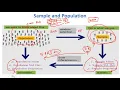 Sample and Population in Statistics Machines Learning Data Science