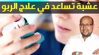 الربو أو الديقة هل من عشبة تساعد في علاجها     مع الدكتور عماد ميزاب دندنها