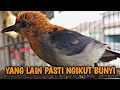 Download Lagu GAK BUTUH WAKTU LAMA burung kemade lain/cabean/cit keres/prenjak keres LANGSUNG NYAUT \u0026 RAJIN BUNYI