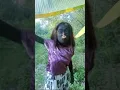 Download Lagu video lucu bikin ngakak
