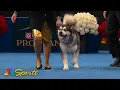 National Dog Show 2025 Working Group Full Judging NBC Sports