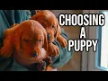 What to look for When Buying a Puppy