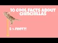 10 Cool Facts About Chinchillas