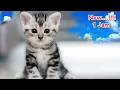 Download Lagu Suara Anak Kucing 1 Jam Kualitas Bening