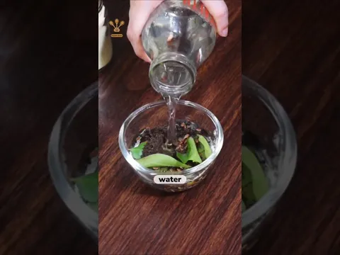 Homemade easy and quick hair growth serum. #shorts