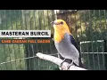 Lagu SUARA KEMADE CIT KERES GACOR TEMBAKAN PEDAS ‼️ MP3 MASTERAN PIKAT BURUNG KECIL LIARAN PALING AMPUH