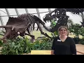 Moment of Discovery Dinosaur Teeth