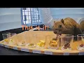 Squirrel s daily routine never changes