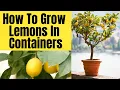 Lagu How To Grow Improved Meyer Lemon In Pots | Step By Step