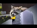 Raccoon x Cheese Grater