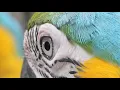 Rising Appalachia + Dirtwire - Pulse (Official Video)