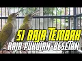 Download Lagu MASTERAN PIJANTUNG GUNUNG GACOR || FULL NYECREETTT MBESET NEMBAK TAJAM DURASI PANJANG ||