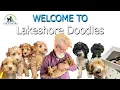 Welcome To Lakeshore Doodles