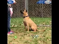 Smooth is a 3-year-old Boxer mix available for Adoption