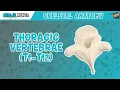 Thoracic Vertebrae T1-T12 Anatomy