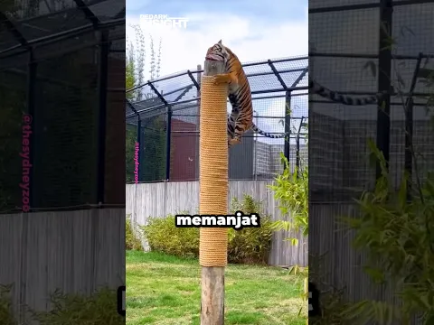 Jangan Pernah Manjat Pohon Kalau Dikejar Harimau!