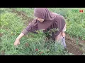 Download Lagu WISATA KEBUN DAN PETIK SAYURAN DI PEKARANGAN RUMAH MR.PAI