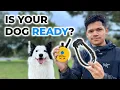 Watch This BEFORE Using an E-collar on Your Dog