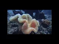 Download Lagu Some soft coral \u0026 sea fan when  diving at  Sumberkima  dive point  (west of  Bali)