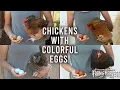 Farmers Breed Chickens with Colorful Eggs Maryland Farm Harvest