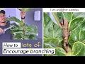 How to create multiple branches for your fiddle leaf fig ficus lyrata
