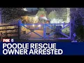 Poodle rescue owner arrested after raid