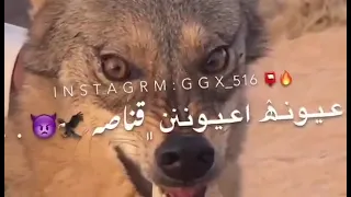 اغنيه العيون عيون قناصه الذئب دندنها