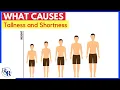What Causes Tallness and Shortness