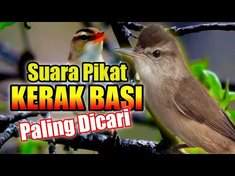 Download MP3 Suara pikat kerak basi//suara pikat kerak basi paling dicari & paling ampuh