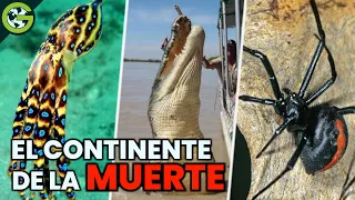 TOP 10 De Los ANIMALES MÁS PELIGROSOS De AUSTRALIA 🐊
