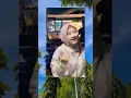 Download Lagu Dumes viral tik tok terbaru 2023 #dumes #tiktok #trendingtiktok #djviral #bestdjs #cdjs