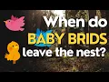 When Do Baby Birds Leave the Nest Understanding the Fledging Process