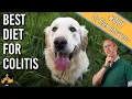 What to Feed a Dog with Colitis cure their diarrhea - Dog Health Vet Advice